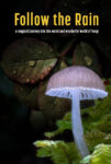 دانلود فیلم Follow the Rain 2024 باران را دنبال کن