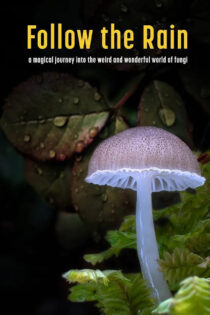 دانلود فیلم Follow the Rain 2024 باران را دنبال کن