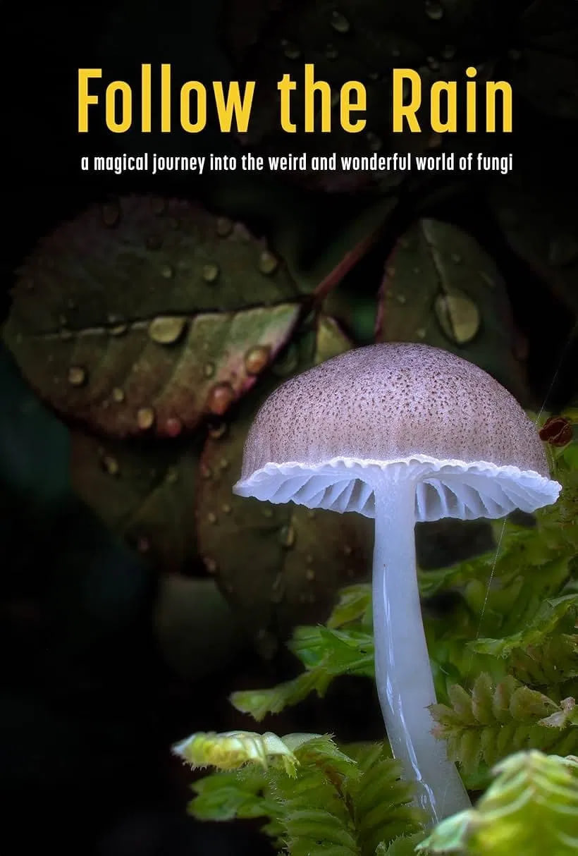 دانلود فیلم Follow the Rain 2024 باران را دنبال کن