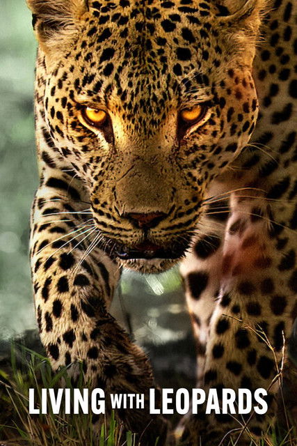 دانلود فیلم Living with Leopards 2024 زندگی با پلنگ‌ها